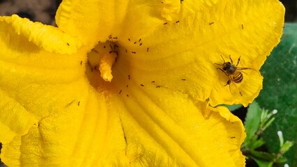 Close-up of a bright yellow pumpkin flower in full bloom, with many bees and ants gathering to suck...