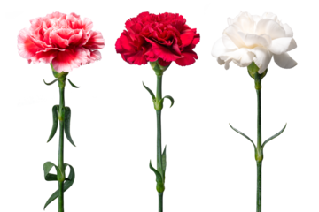 三種類のカーネーション