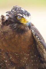 The crested serpent eagle (Spilornis cheela) is a medium-sized bird of prey that is found in forested habitats across tropical Asia