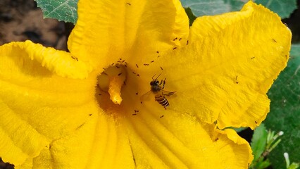 Close-up of a bright yellow pumpkin flower in full bloom, with many bees and ants gathering to suck...