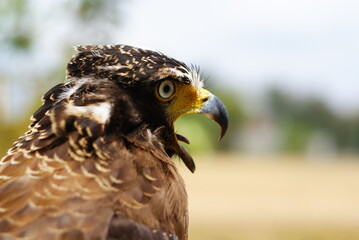 The crested serpent eagle (Spilornis cheela) is a medium-sized bird of prey that is found in forested habitats across tropical Asia