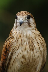 Close-up of a falcon with sharp eyes and detailed feathers, captured with a blurred natural background. Perfect wildlife portrait showing strength and elegance.