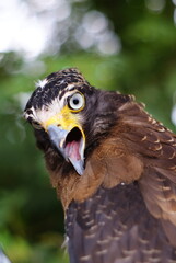 The crested serpent eagle (Spilornis cheela) is a medium-sized bird of prey that is found in forested habitats across tropical Asia