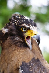 The crested serpent eagle (Spilornis cheela) is a medium-sized bird of prey that is found in forested habitats across tropical Asia