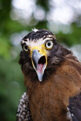 The crested serpent eagle (Spilornis cheela) is a medium-sized bird of prey that is found in forested habitats across tropical Asia
