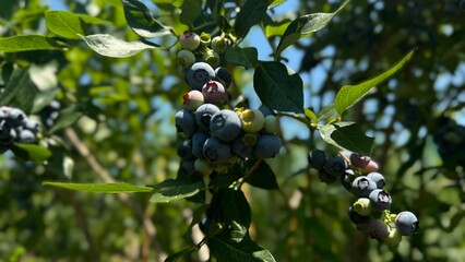 blueberries on a branch