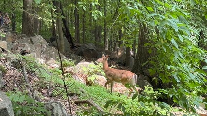 deer in the woods
