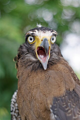 The crested serpent eagle (Spilornis cheela) is a medium-sized bird of prey that is found in forested habitats across tropical Asia
