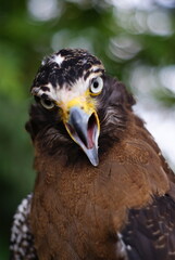The crested serpent eagle (Spilornis cheela) is a medium-sized bird of prey that is found in forested habitats across tropical Asia