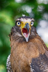 The crested serpent eagle (Spilornis cheela) is a medium-sized bird of prey that is found in forested habitats across tropical Asia