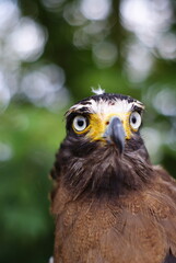 The crested serpent eagle (Spilornis cheela) is a medium-sized bird of prey that is found in forested habitats across tropical Asia