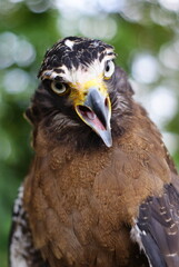 The crested serpent eagle (Spilornis cheela) is a medium-sized bird of prey that is found in forested habitats across tropical Asia
