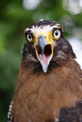 The crested serpent eagle (Spilornis cheela) is a medium-sized bird of prey that is found in forested habitats across tropical Asia