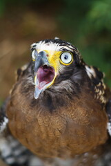 The crested serpent eagle (Spilornis cheela) is a medium-sized bird of prey that is found in forested habitats across tropical Asia