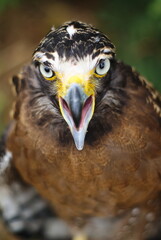 The crested serpent eagle (Spilornis cheela) is a medium-sized bird of prey that is found in...
