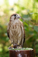 Close-up of a Burung Alap-alap kawah (Falco peregrinus) muda atau Kestrel (Falco sp.) with sharp beak and talons gripping prey. The raptor's feathers and intense eyes are captured.