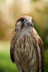Close-up of a Burung Alap-alap kawah (Falco peregrinus) muda atau Kestrel (Falco sp.) with sharp beak and talons gripping prey. The raptor's feathers and intense eyes are captured.