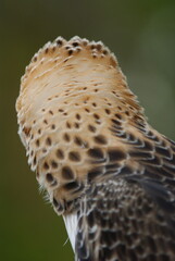 Side profile of a Changeable Hawk-Eagle (Nisaetus cirrhatus) in bright morph, showing detailed...