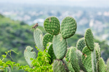 Pajaro posado sobre un nopal - Paisaje mexicano con nopales.