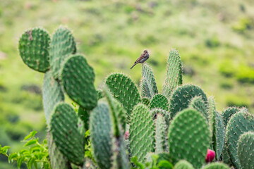 Pajaro posado sobre un nopal - Paisaje mexicano con nopales.