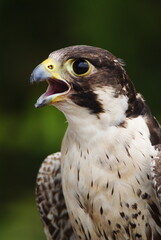 Close-up of a falcon with sharp eyes and detailed feathers, captured with a blurred natural background. Perfect wildlife portrait showing strength and elegance.