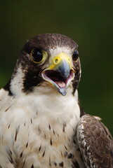 Close-up of a falcon with sharp eyes and detailed feathers, captured with a blurred natural background. Perfect wildlife portrait showing strength and elegance.