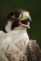 Close-up of a falcon with sharp eyes and detailed feathers, captured with a blurred natural background. Perfect wildlife portrait showing strength and elegance.