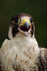 Close-up of a falcon with sharp eyes and detailed feathers, captured with a blurred natural background. Perfect wildlife portrait showing strength and elegance.