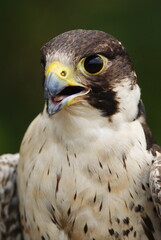 Close-up of a falcon with sharp eyes and detailed feathers, captured with a blurred natural background. Perfect wildlife portrait showing strength and elegance.