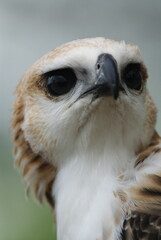 Side profile of a Changeable Hawk-Eagle (Nisaetus cirrhatus) in bright morph, showing detailed...