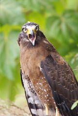 The crested serpent eagle (Spilornis cheela) is a medium-sized bird of prey that is found in forested habitats across tropical Asia