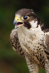 Close-up of a falcon with sharp eyes and detailed feathers, captured with a blurred natural background. Perfect wildlife portrait showing strength and elegance.