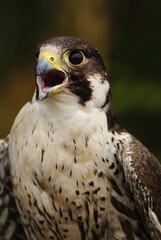 Close-up of a falcon with sharp eyes and detailed feathers, captured with a blurred natural background. Perfect wildlife portrait showing strength and elegance.