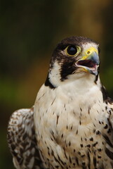 Close-up of a falcon with sharp eyes and detailed feathers, captured with a blurred natural background. Perfect wildlife portrait showing strength and elegance.