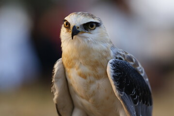 A stunning Black-winged Kite with sharp yellow eyes and striking black-and-white feathers, captured in natural habitat