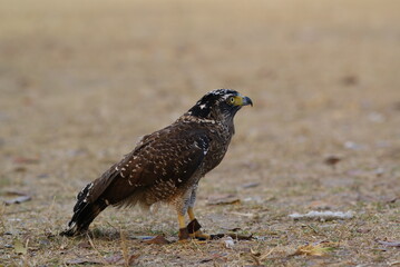The crested serpent eagle (Spilornis cheela) is a medium-sized bird of prey that is found in forested habitats across tropical Asia
