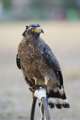 The crested serpent eagle (Spilornis cheela) is a medium-sized bird of prey that is found in forested habitats across tropical Asia
