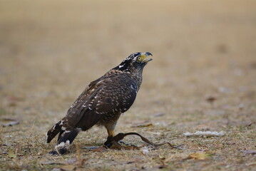 The crested serpent eagle (Spilornis cheela) is a medium-sized bird of prey that is found in forested habitats across tropical Asia
