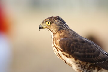 Portrait of a hawk with piercing yellow eyes and spotted chest feathers, symbolizing strength and precision in the wild.