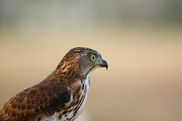 Portrait of a hawk with piercing yellow eyes and spotted chest feathers, symbolizing strength and precision in the wild.