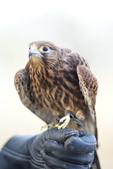 Close-up of a bird of prey (hawk/falcon type) with brown feathers and open beak, showing detail of plumage.