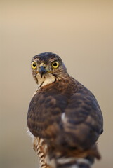 Portrait of a hawk with piercing yellow eyes and spotted chest feathers, symbolizing strength and precision in the wild.