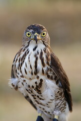 Portrait of a hawk with piercing yellow eyes and spotted chest feathers, symbolizing strength and precision in the wild.