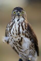 Portrait of a hawk with piercing yellow eyes and spotted chest feathers, symbolizing strength and precision in the wild.