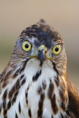 Portrait of a hawk with piercing yellow eyes and spotted chest feathers, symbolizing strength and precision in the wild.