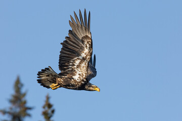 Bald Eagle