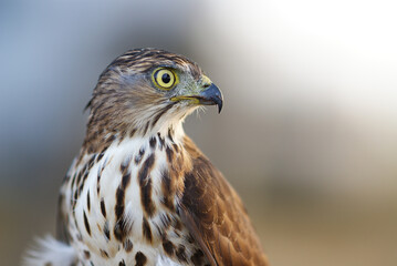Portrait of a hawk with piercing yellow eyes and spotted chest feathers, symbolizing strength and precision in the wild.
