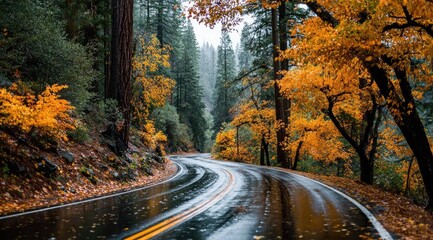 Fototapeta premium Winding road through autumn forest in the rain