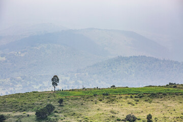 Árbol sobre una colina. Paisaje solitario en Texcoco, Estado de México.
