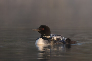 Common Loon